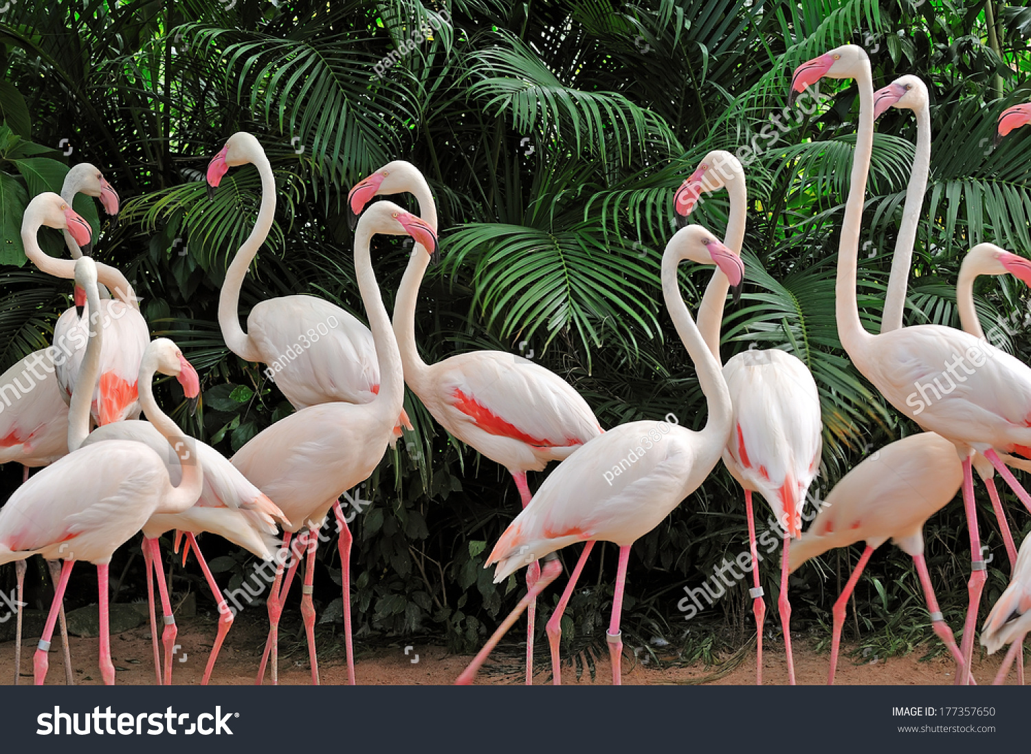 可爱火烈鸟创意DIY选什么牌子好 同款好推荐