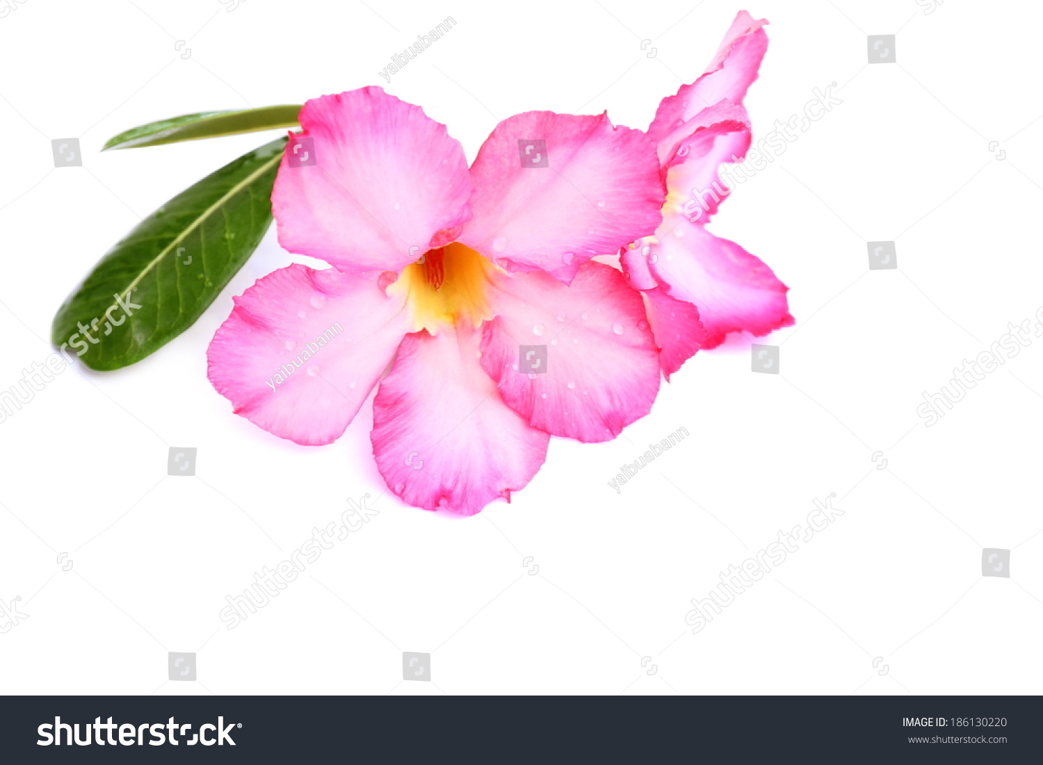 黑斑羚莉莉,沙漠玫瑰,模拟杜鹃花,Pinkbignonia