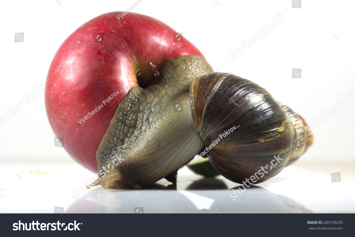 非洲的大蜗牛(Achatina fulica)吃红苹果,特写和
