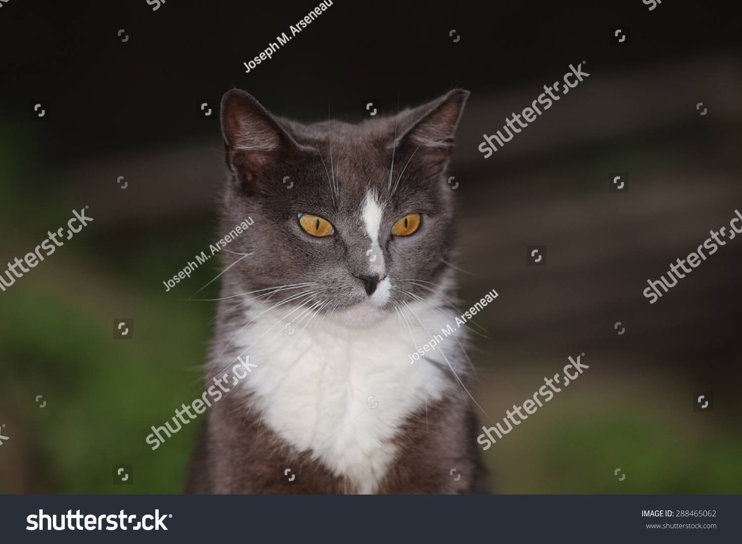 a feral cat with intense yellow eyes-动物/野生