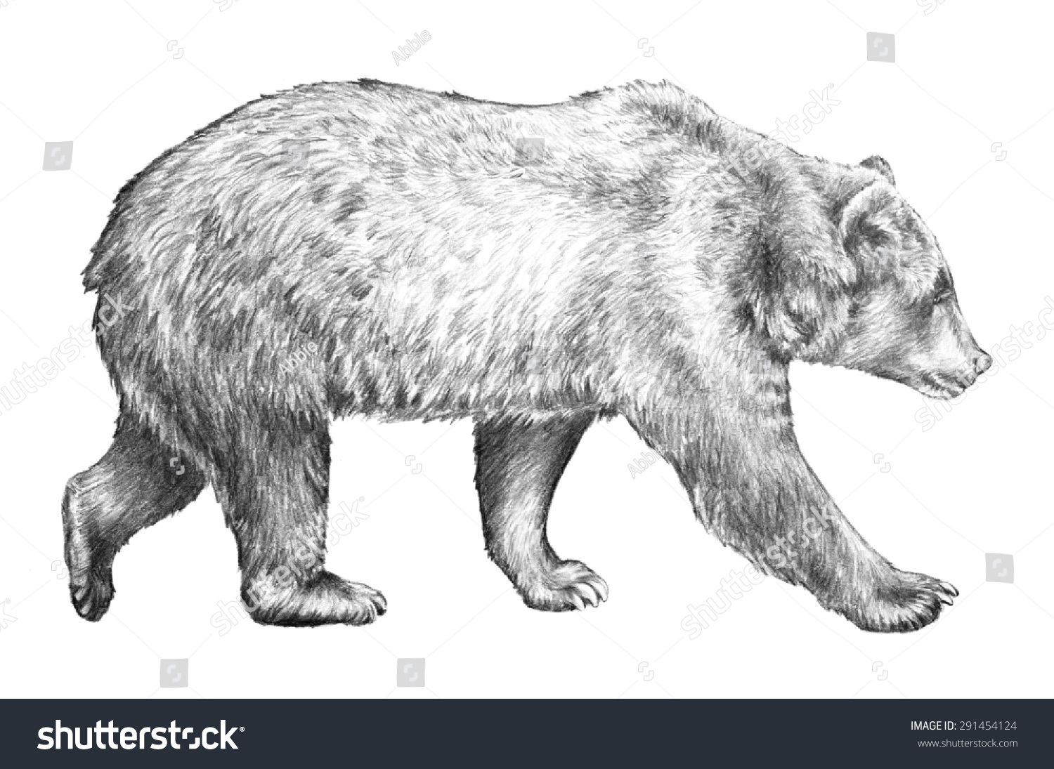 危险的野生动物,巨大的棕熊,北美的野生动物,熊的速写插图孤立在白色