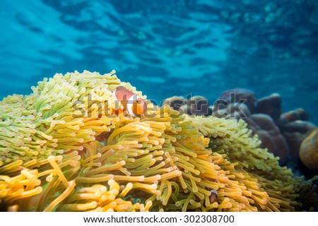 nemo fish with host anemone clown anemonefish