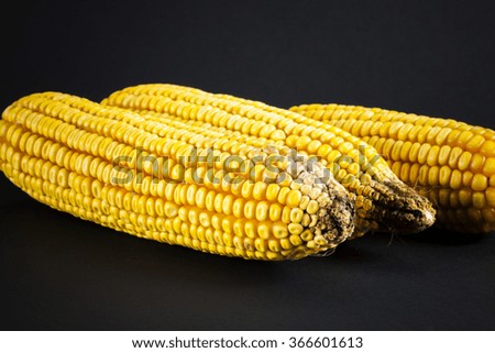 corn cob on a plate in a black background close up macro