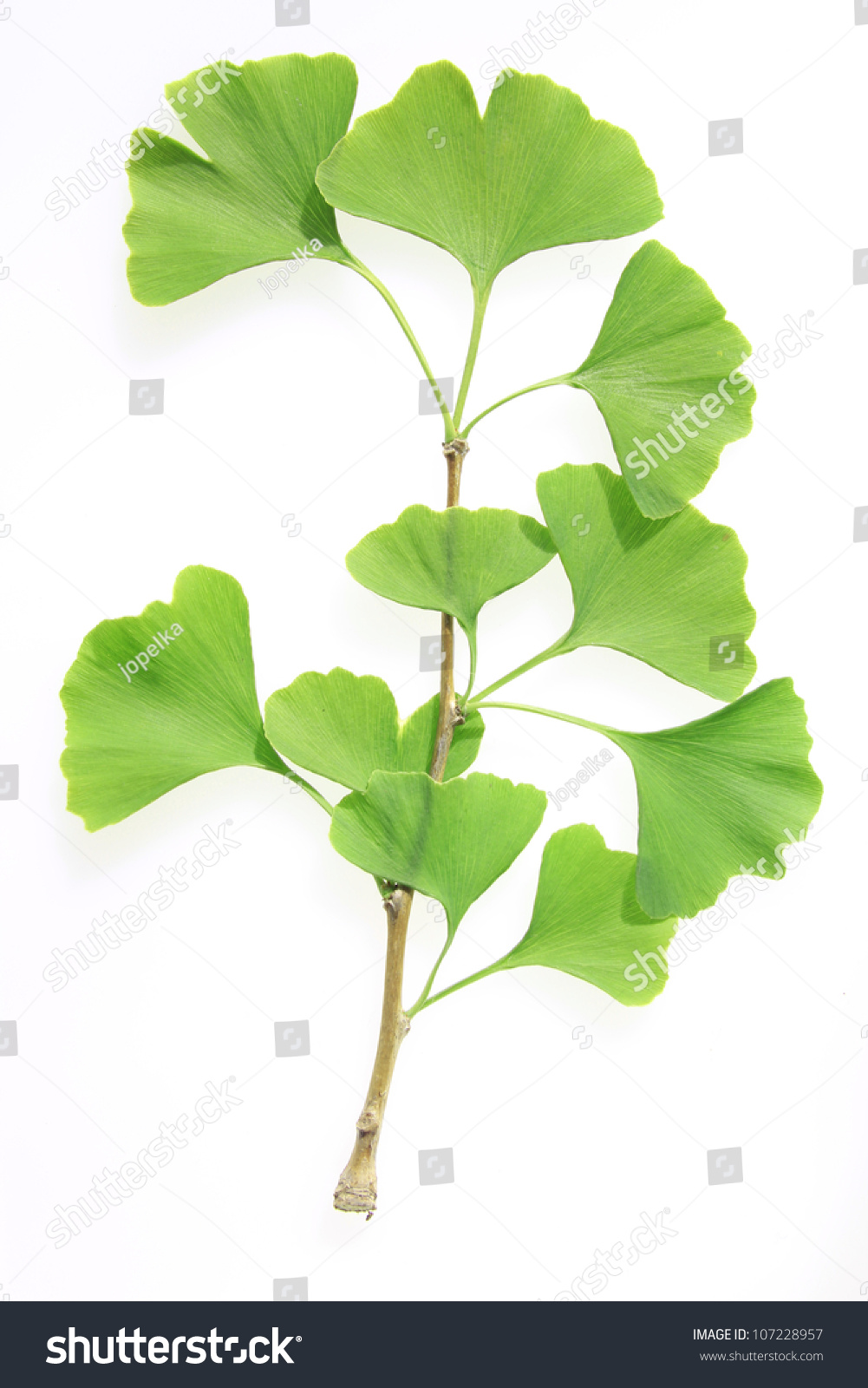 银杏树的树枝(银杏)白色背景-医疗保健,物体-海洛创意(hellorf)