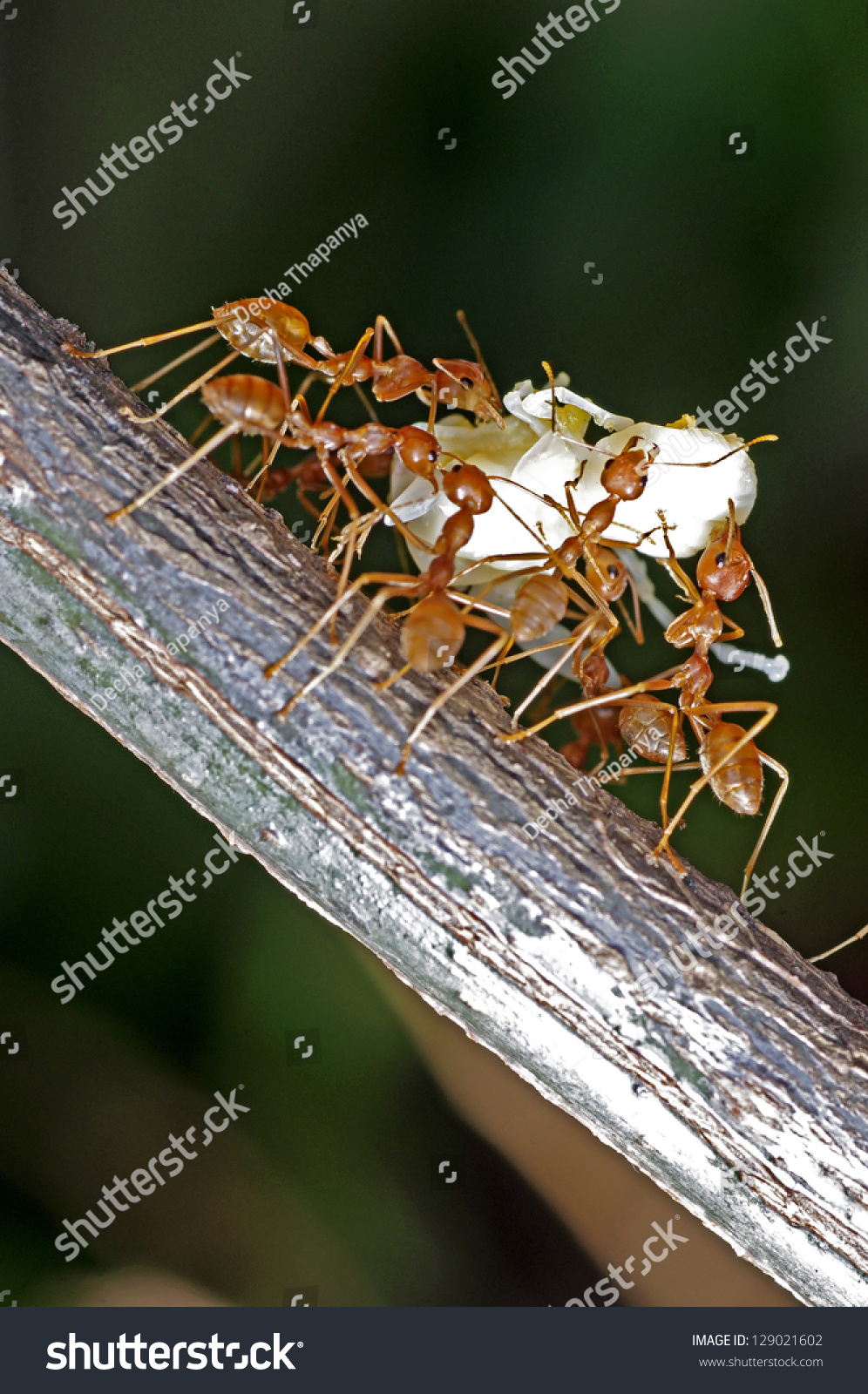 螞蟻搬家的幼蟲-動物/野生生物,自然-海洛創意(hellorf)-shutterstock