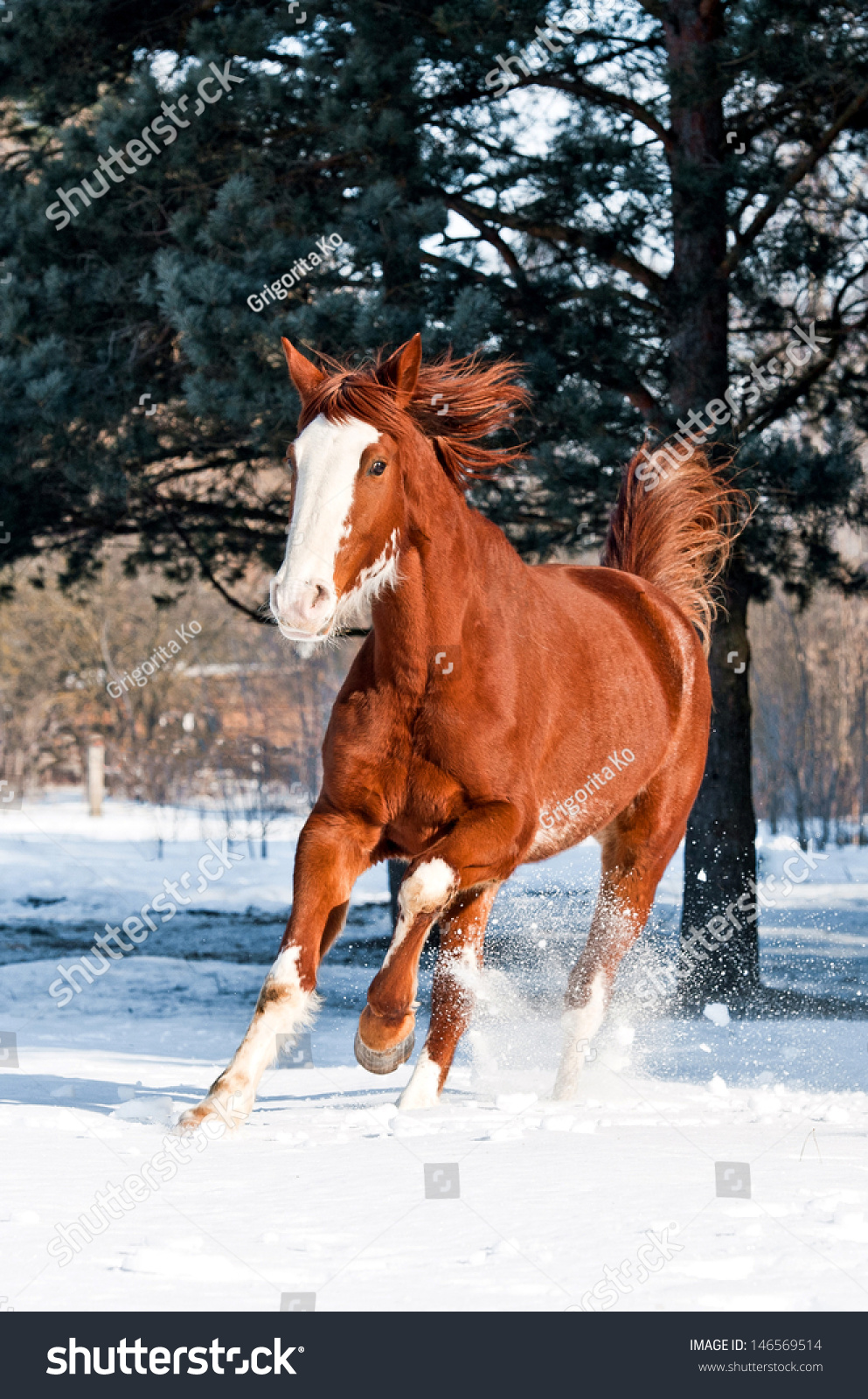红马与白的脸在冬天跑步疾驰-动物/野生生物,自然-海洛创意(hellorf)
