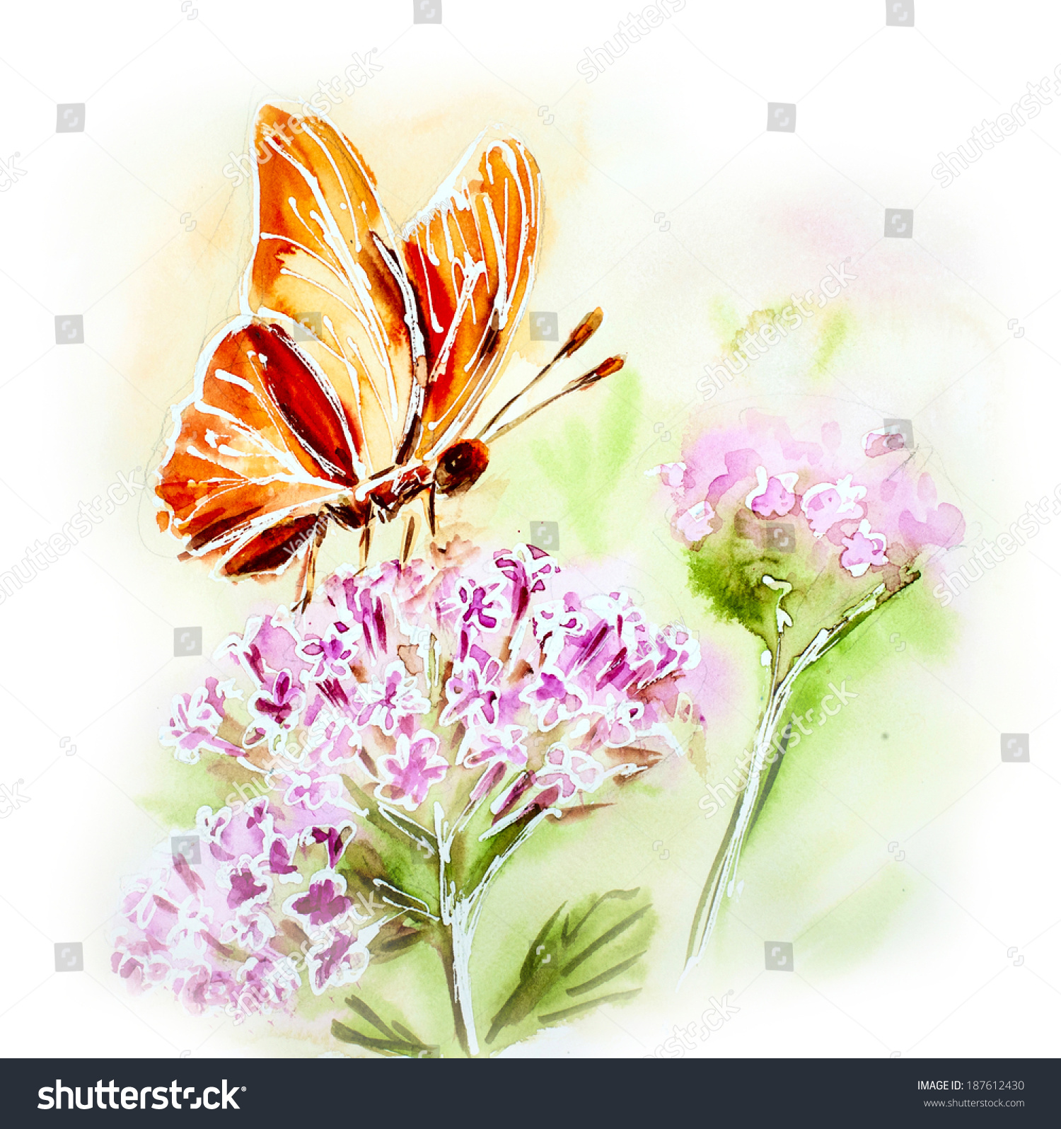 画水彩卡夏花和蝴蝶