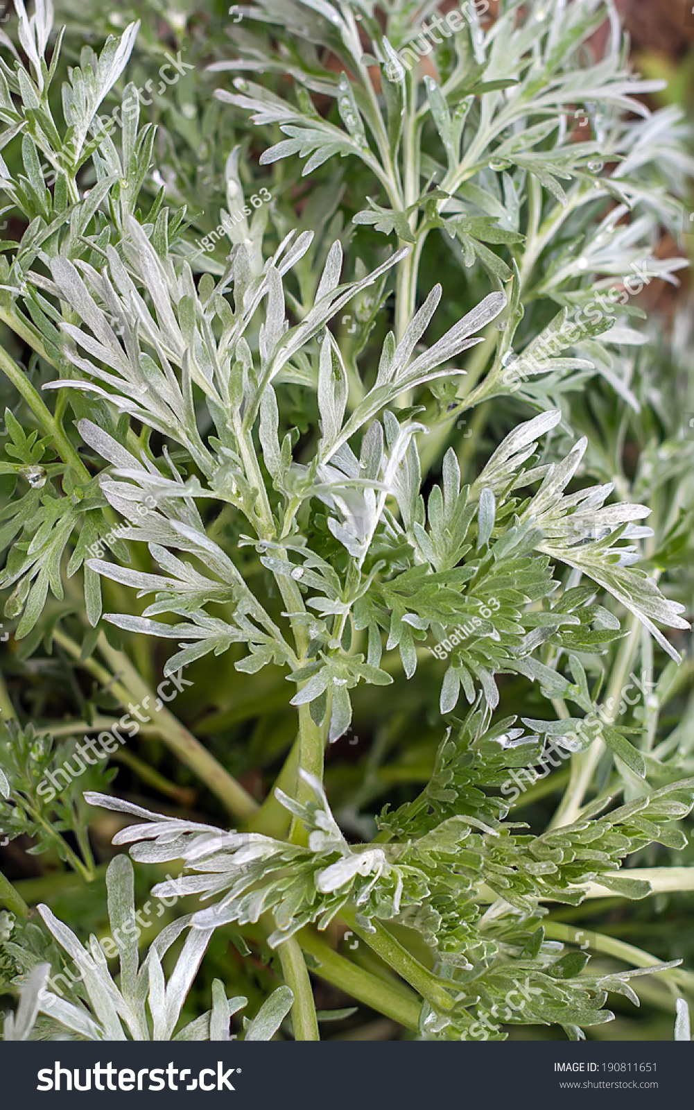 青艾枝和叶特写-食品及饮料-海洛创意(hellorf)-sh