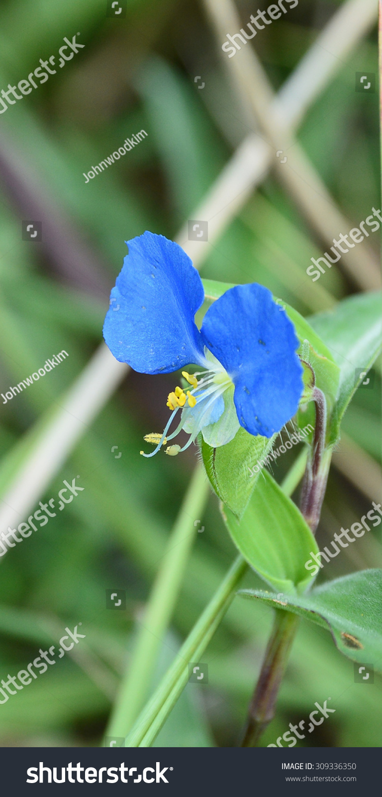 commelina communis