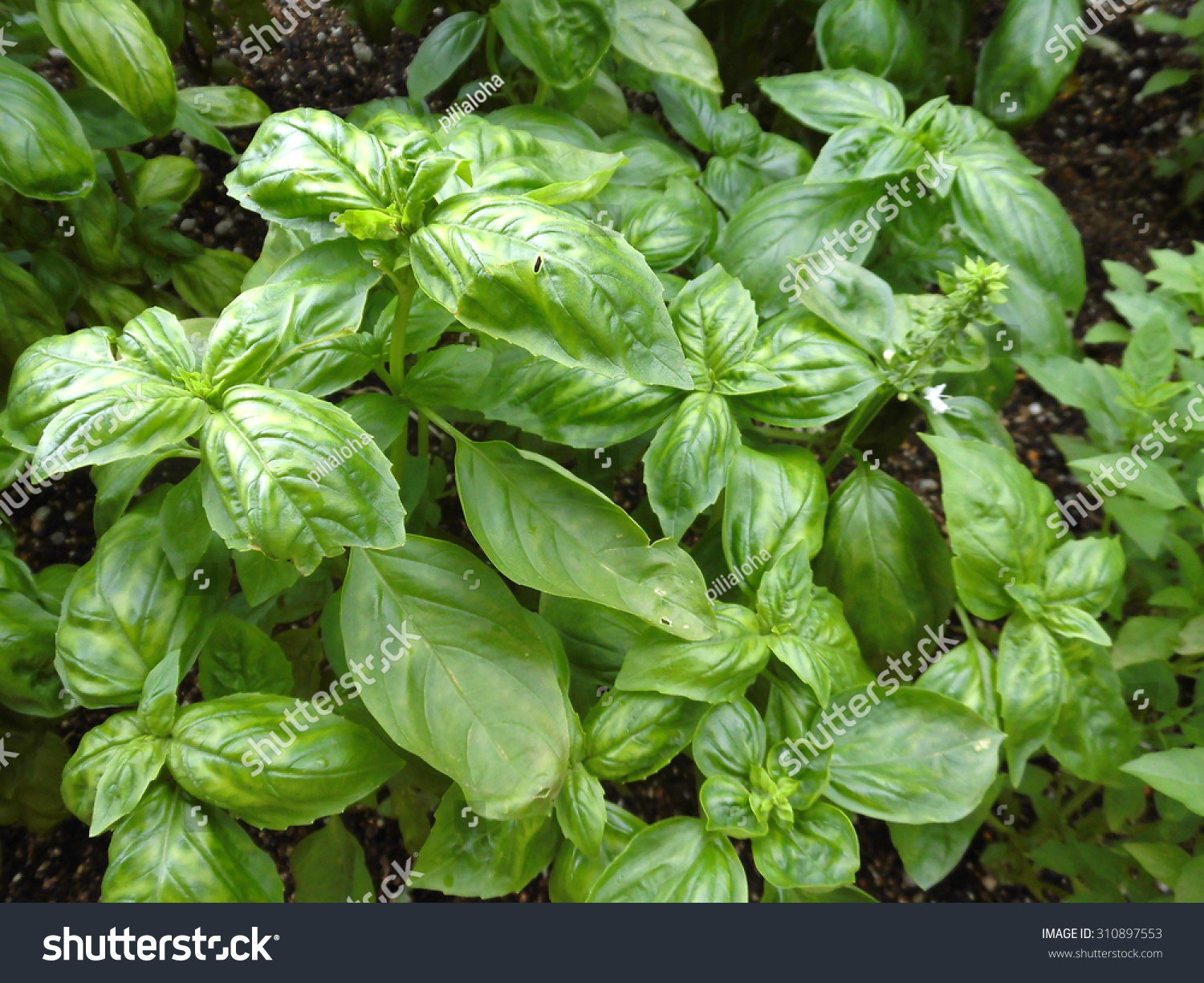 sweet basil-自然,公园/户外-海洛创意(hellorf)-shutterstock中国独
