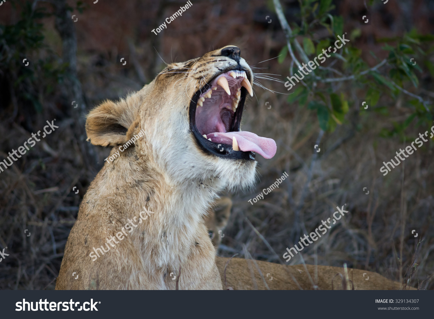 它张开嘴露出牙齿在大克鲁格国家公园sabi sands储备游戏母狮子,南非