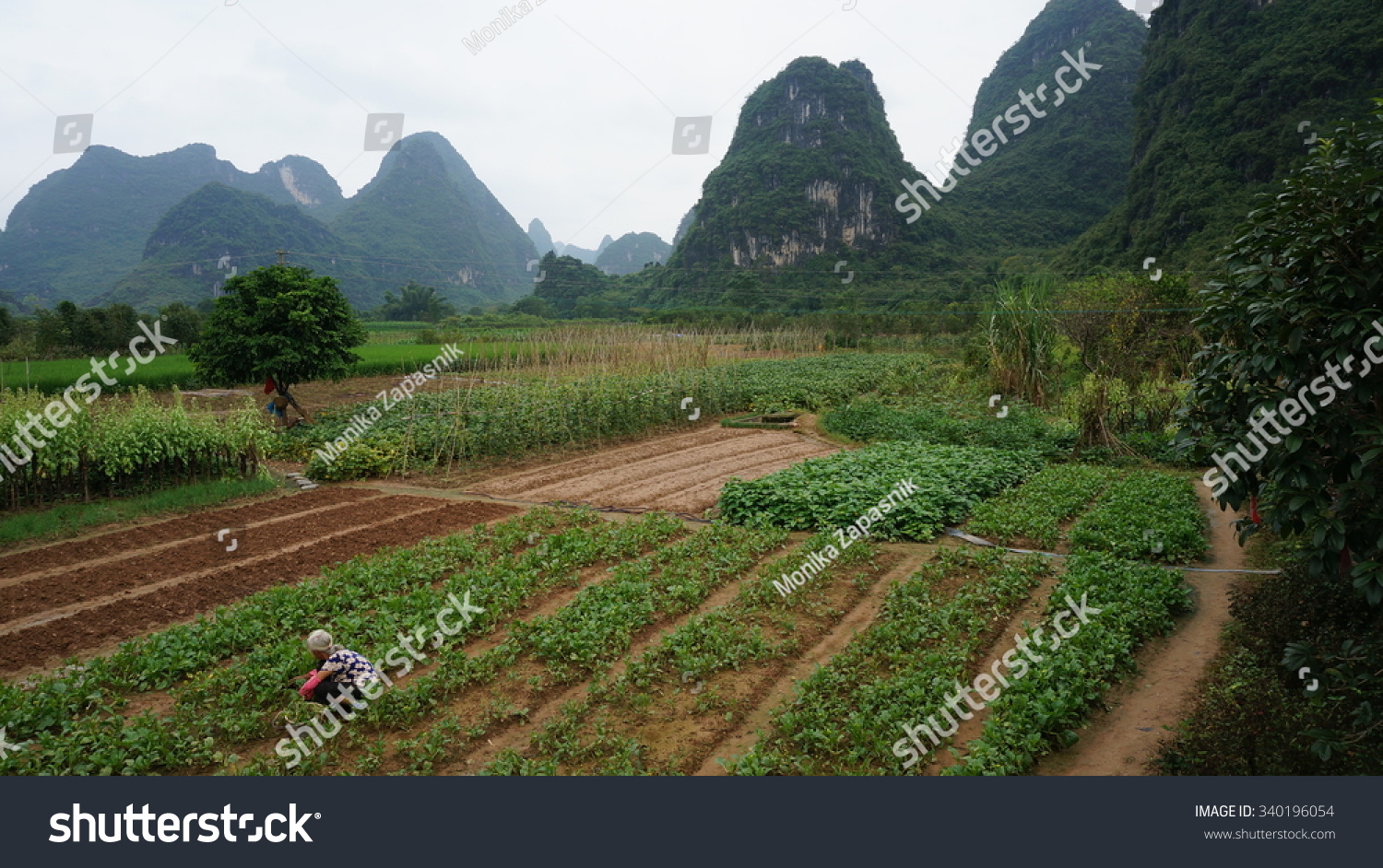 rural landscape in yangshuo county, china.
