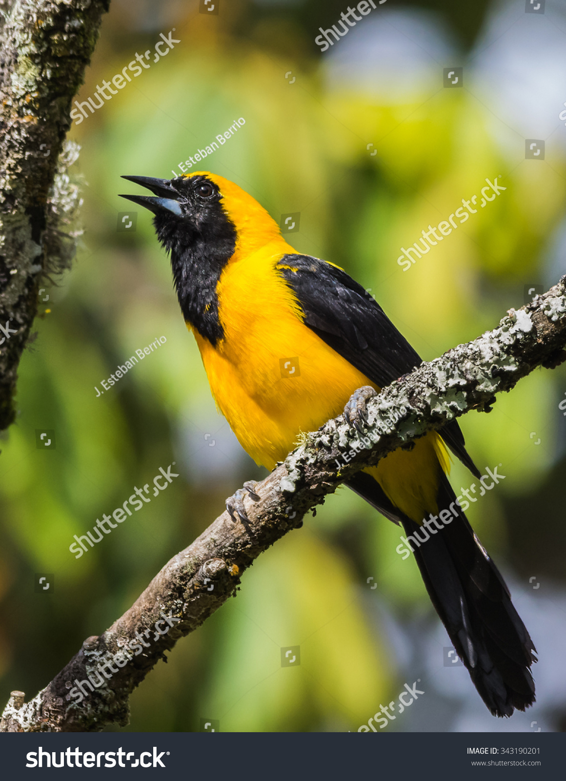 yellow-backed黄鹂(黄疸chrysater)-动物/野生生物,自然-海洛创意