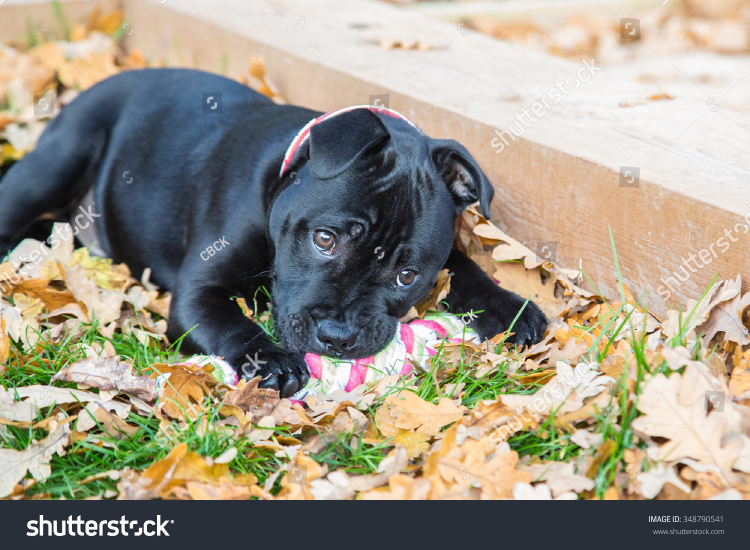 staffordshire bull terrier black puppy dog, 15 weeks old, lying