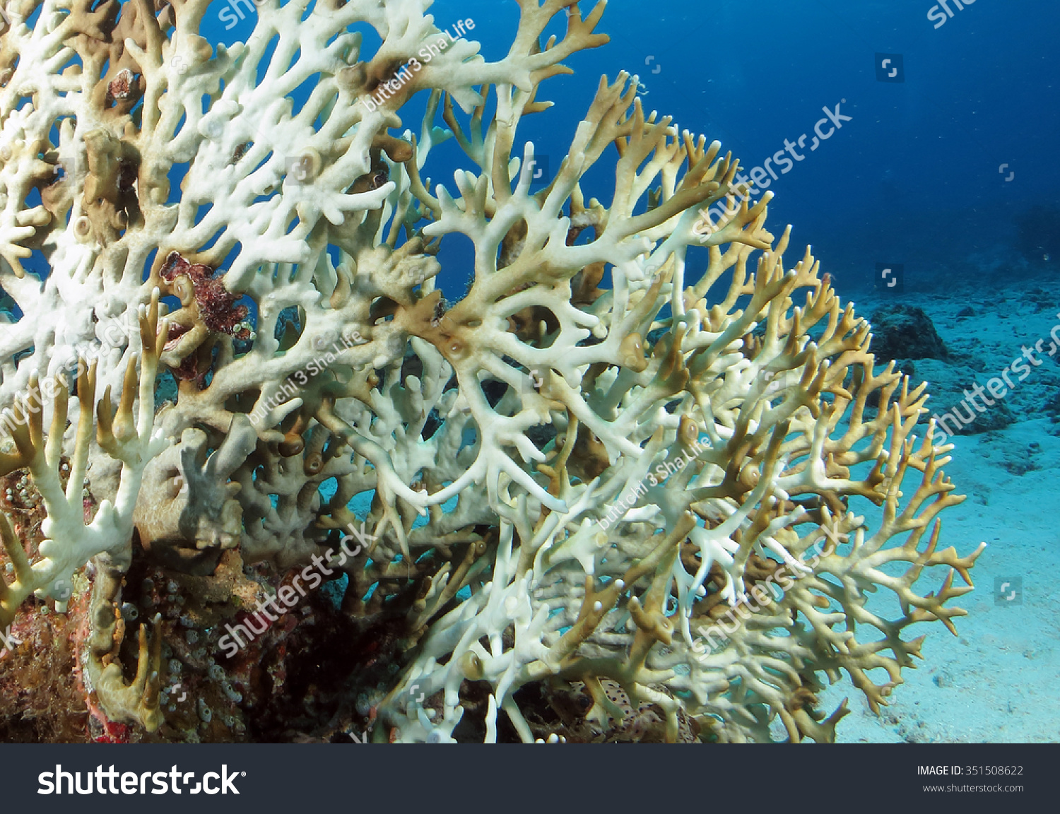 coral bleaching under water okinawa,japan-动物/野生生物,自然