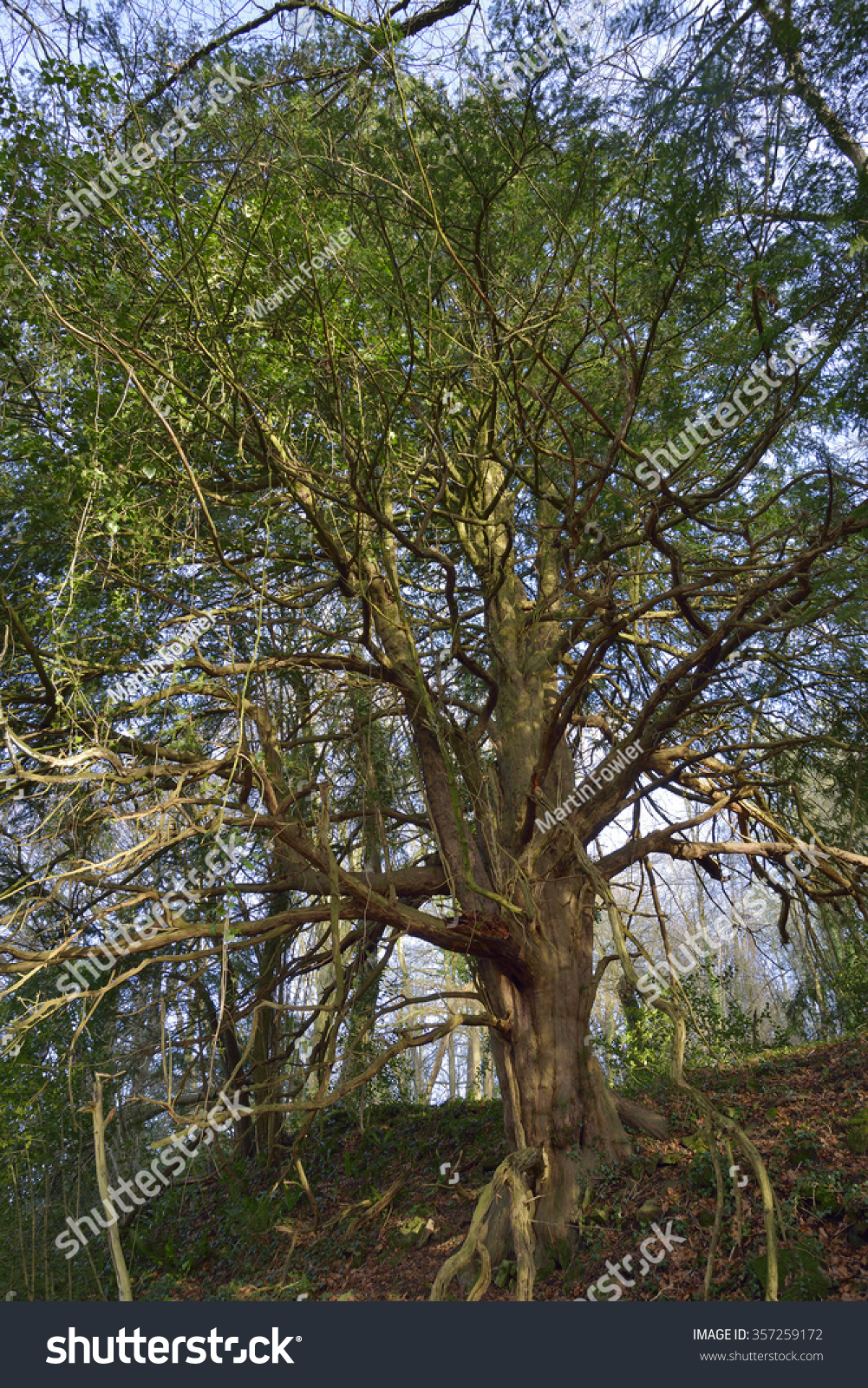 普通紫杉紫杉紫杉树上碰的老堤上丁生长-自然,公园/户外-海洛创意(hel