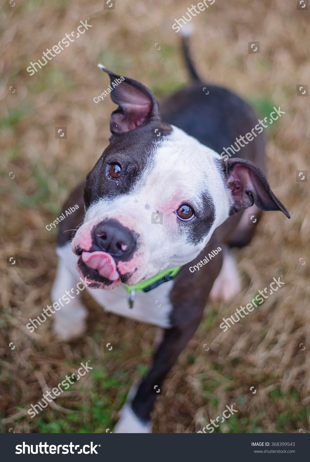 boston terrier mix dog licking her nose-动物/野生生物-海洛创意